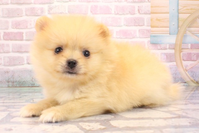 京都府のポメラニアン (Coo&RIKU京都河原町店/2025年9月6日生まれ/男の子/クリーム)の子犬の3枚目の画像