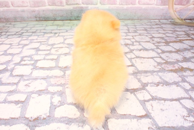 京都府のポメラニアン (Coo&RIKU京都河原町店/2025年9月6日生まれ/男の子/クリーム)の子犬の4枚目の画像