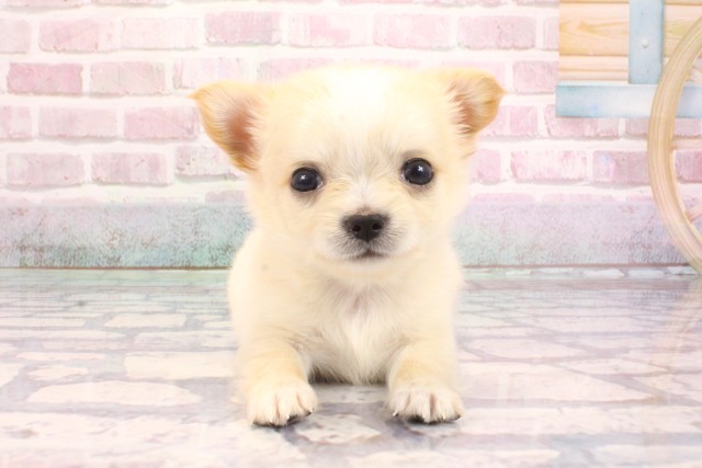 大阪府のチワワ(ロング) (Coo&RIKU心斎橋店/2025年9月7日生まれ/男の子/クリーム)の子犬の1枚目の画像