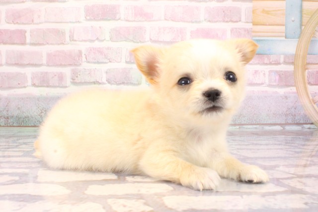 大阪府のチワワ(ロング) (Coo&RIKU心斎橋店/2025年9月7日生まれ/男の子/クリーム)の子犬の2枚目の画像