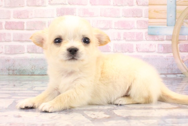 大阪府のチワワ(ロング) (Coo&RIKU心斎橋店/2025年9月7日生まれ/男の子/クリーム)の子犬の3枚目の画像