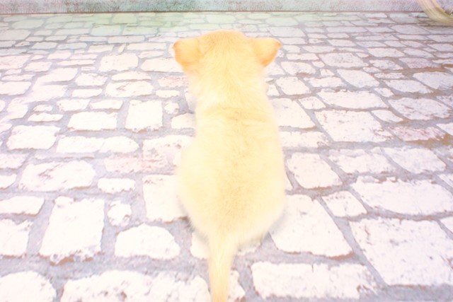 大阪府のチワワ(ロング) (Coo&RIKU心斎橋店/2025年9月7日生まれ/男の子/クリーム)の子犬の4枚目の画像