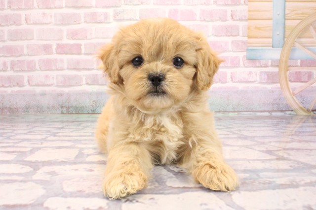 大阪府のペキプー(ペキニーズ×プードル) (Coo&RIKU梅田店/2025年9月7日生まれ/女の子/クリーム)の子犬の1枚目の画像