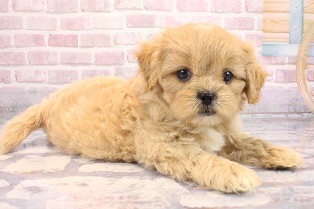 大阪府のペキプー(ペキニーズ×プードル) (Coo&RIKU梅田店/2025年9月7日生まれ/女の子/クリーム)の子犬の2枚目の画像