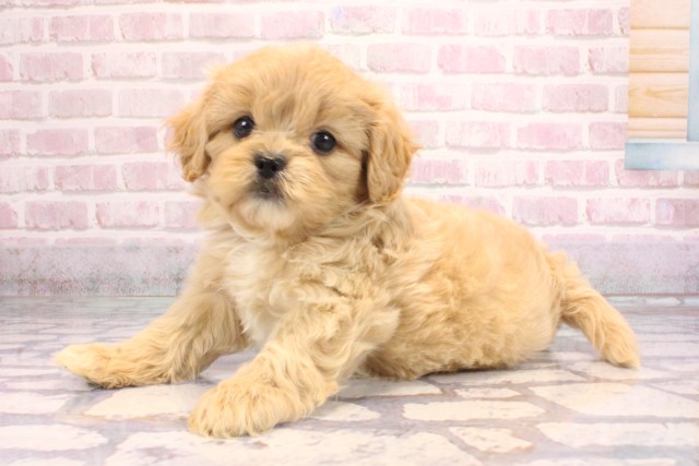 大阪府のペキプー(ペキニーズ×プードル) (Coo&RIKU梅田店/2025年9月7日生まれ/女の子/クリーム)の子犬の3枚目の画像