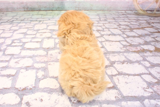 大阪府のペキプー(ペキニーズ×プードル) (Coo&RIKU梅田店/2025年9月7日生まれ/女の子/クリーム)の子犬の4枚目の画像