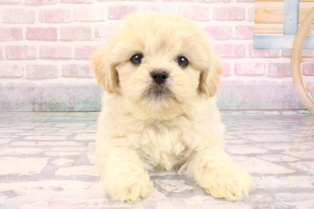 京都府のペキプー(ペキニーズ×プードル) (Coo&RIKU京都河原町店/2025年9月7日生まれ/男の子/クリーム)の子犬の1枚目の画像