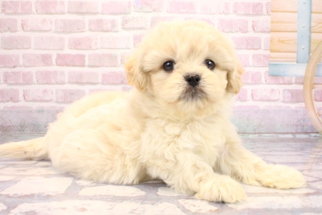 京都府のペキプー(ペキニーズ×プードル) (Coo&RIKU京都河原町店/2025年9月7日生まれ/男の子/クリーム)の子犬の2枚目の画像