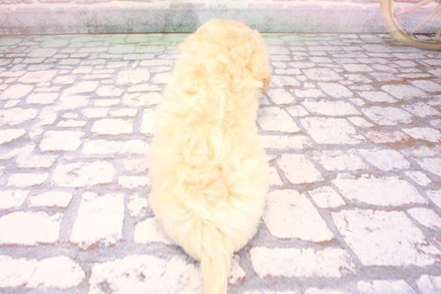 京都府のペキプー(ペキニーズ×プードル) (Coo&RIKU京都河原町店/2025年9月7日生まれ/男の子/クリーム)の子犬の4枚目の画像