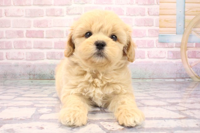 兵庫県のペキプー(ペキニーズ×プードル) (Coo&RIKU三木店/2025年9月7日生まれ/男の子/クリーム)の子犬の1枚目の画像