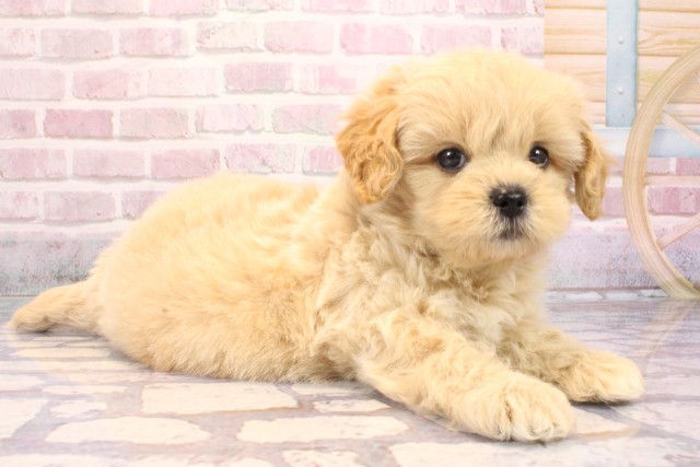 兵庫県のペキプー(ペキニーズ×プードル) (Coo&RIKU三木店/2025年9月7日生まれ/男の子/クリーム)の子犬の2枚目の画像