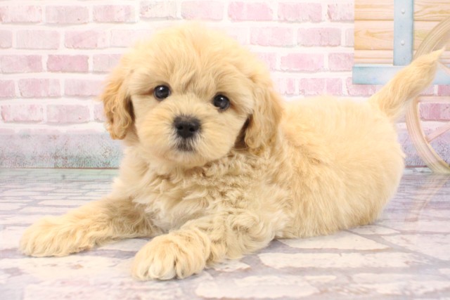 兵庫県のペキプー(ペキニーズ×プードル) (Coo&RIKU三木店/2025年9月7日生まれ/男の子/クリーム)の子犬の3枚目の画像