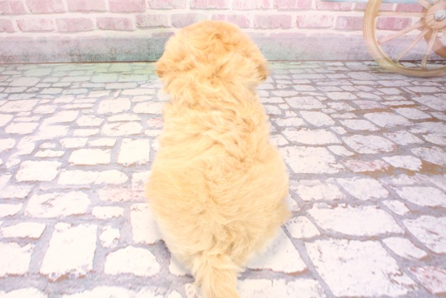 兵庫県のペキプー(ペキニーズ×プードル) (Coo&RIKU三木店/2025年9月7日生まれ/男の子/クリーム)の子犬の4枚目の画像