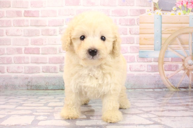 大阪府のトイプードル(トイ) (Coo&RIKU天王寺店/2025年9月6日生まれ/女の子/クリーム)の子犬の1枚目の画像