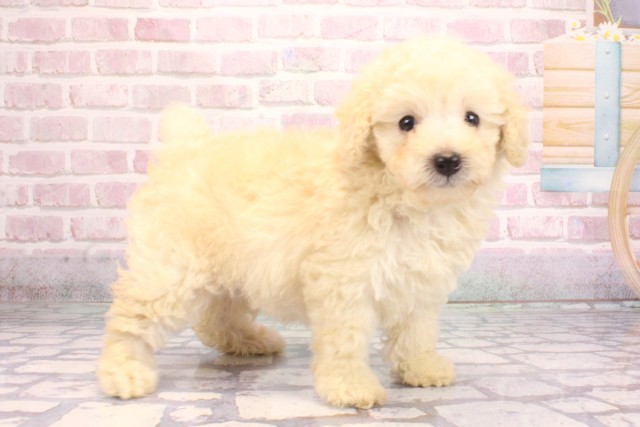 大阪府のトイプードル(トイ) (Coo&RIKU天王寺店/2025年9月6日生まれ/女の子/クリーム)の子犬の2枚目の画像