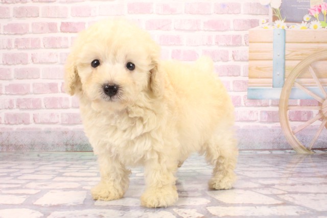 大阪府のトイプードル(トイ) (Coo&RIKU天王寺店/2025年9月6日生まれ/女の子/クリーム)の子犬の3枚目の画像