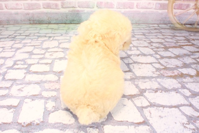 大阪府のトイプードル(トイ) (Coo&RIKU天王寺店/2025年9月6日生まれ/女の子/クリーム)の子犬の4枚目の画像