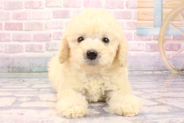 大阪府のトイプードル(トイ) (Coo&RIKU心斎橋店/2025年9月6日生まれ/男の子/クリーム)の子犬の1枚目の画像