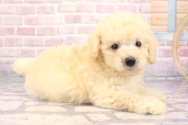 大阪府のトイプードル(トイ) (Coo&RIKU心斎橋店/2025年9月6日生まれ/男の子/クリーム)の子犬の2枚目の画像