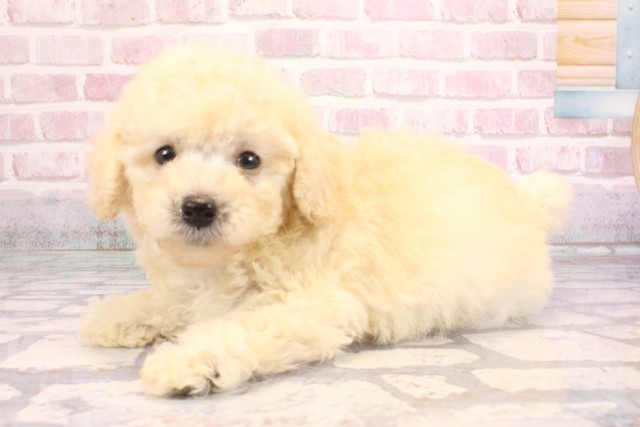 大阪府のトイプードル(トイ) (Coo&RIKU心斎橋店/2025年9月6日生まれ/男の子/クリーム)の子犬の3枚目の画像