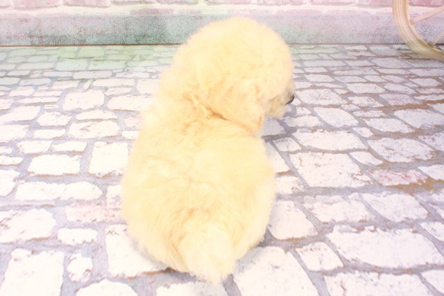 大阪府のトイプードル(トイ) (Coo&RIKU心斎橋店/2025年9月6日生まれ/男の子/クリーム)の子犬の4枚目の画像