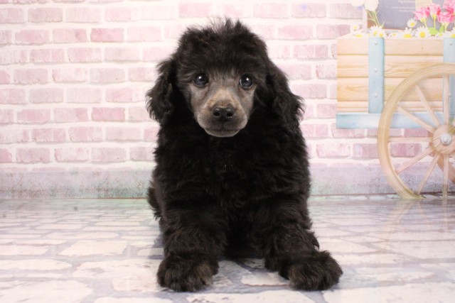 大阪府のトイプードル(トイ) (Coo&RIKU茶屋町店/2025年9月5日生まれ/男の子/シルバー)の子犬の1枚目の画像