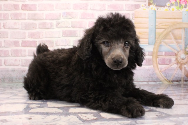 大阪府のトイプードル(トイ) (Coo&RIKU茶屋町店/2025年9月5日生まれ/男の子/シルバー)の子犬の2枚目の画像