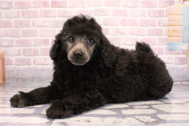 大阪府のトイプードル(トイ) (Coo&RIKU茶屋町店/2025年9月5日生まれ/男の子/シルバー)の子犬の3枚目の画像