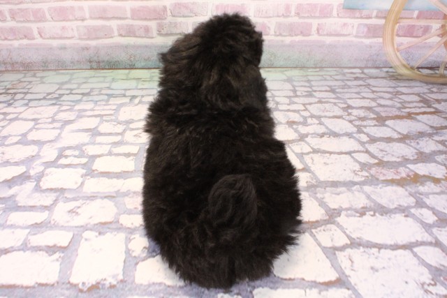 大阪府のトイプードル(トイ) (Coo&RIKU茶屋町店/2025年9月5日生まれ/男の子/シルバー)の子犬の4枚目の画像