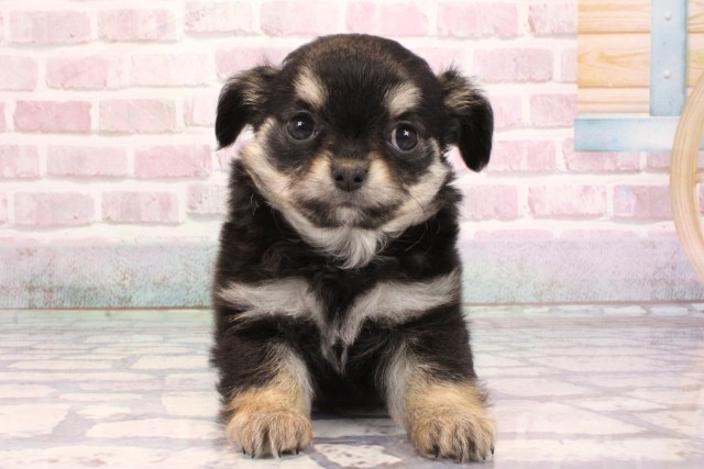 京都府のチワワ(ロング) (Coo&RIKU京都河原町店/2025年9月5日生まれ/女の子/ブラックタンホワイト)の子犬の1枚目の画像