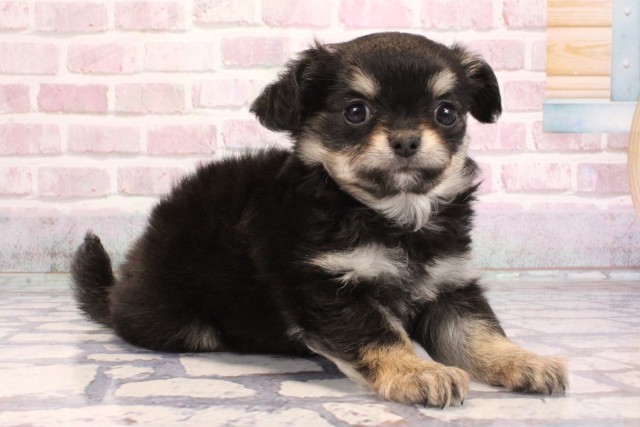 京都府のチワワ(ロング) (Coo&RIKU京都河原町店/2025年9月5日生まれ/女の子/ブラックタンホワイト)の子犬の2枚目の画像