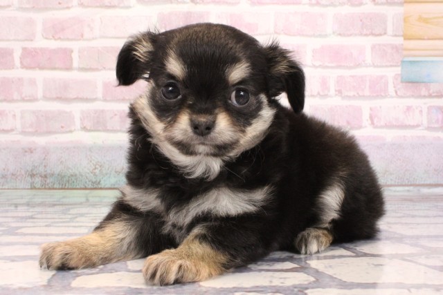 京都府のチワワ(ロング) (Coo&RIKU京都河原町店/2025年9月5日生まれ/女の子/ブラックタンホワイト)の子犬の3枚目の画像