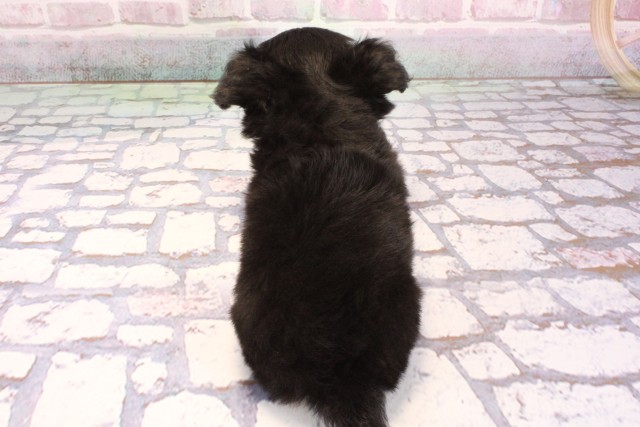 京都府のチワワ(ロング) (Coo&RIKU京都河原町店/2025年9月5日生まれ/女の子/ブラックタンホワイト)の子犬の4枚目の画像