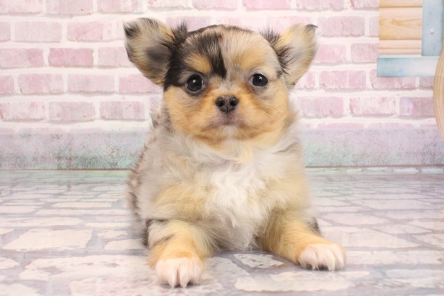 大阪府のチワワ(ロング) (Coo&RIKU梅田店/2025年9月5日生まれ/女の子/ブルーマール)の子犬の1枚目の画像