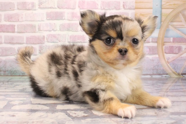 大阪府のチワワ(ロング) (Coo&RIKU梅田店/2025年9月5日生まれ/女の子/ブルーマール)の子犬の2枚目の画像