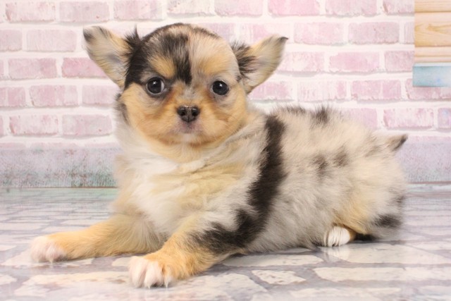 大阪府のチワワ(ロング) (Coo&RIKU梅田店/2025年9月5日生まれ/女の子/ブルーマール)の子犬の3枚目の画像