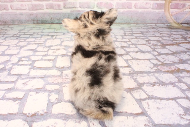 大阪府のチワワ(ロング) (Coo&RIKU梅田店/2025年9月5日生まれ/女の子/ブルーマール)の子犬の4枚目の画像