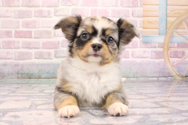 大阪府のチワワ(ロング) (Coo&RIKU天王寺店/2025年9月5日生まれ/男の子/ブルーマール)の子犬の1枚目の画像