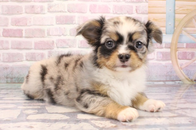 大阪府のチワワ(ロング) (Coo&RIKU天王寺店/2025年9月5日生まれ/男の子/ブルーマール)の子犬の2枚目の画像