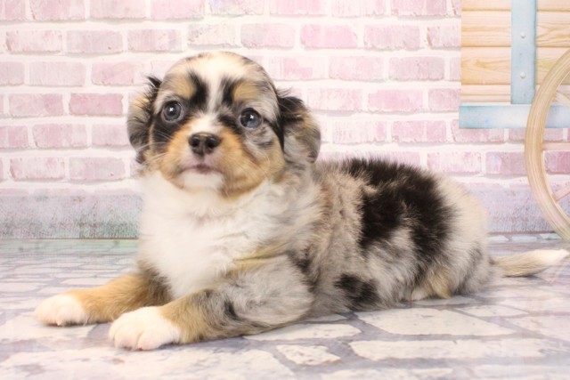 大阪府のチワワ(ロング) (Coo&RIKU天王寺店/2025年9月5日生まれ/男の子/ブルーマール)の子犬の3枚目の画像