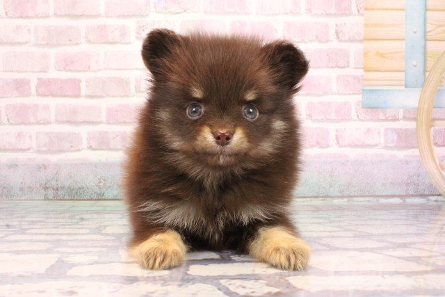 大阪府のポメチワ/チワポメ/ポメチー(ポメラニアン×チワワ) (Coo&RIKU心斎橋店/2025年9月5日生まれ/男の子/チョコレートタン)の子犬の1枚目の画像