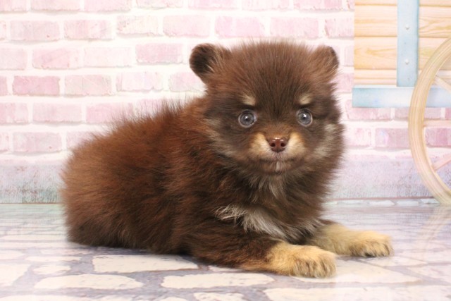 大阪府のポメチワ/チワポメ/ポメチー(ポメラニアン×チワワ) (Coo&RIKU心斎橋店/2025年9月5日生まれ/男の子/チョコレートタン)の子犬の2枚目の画像