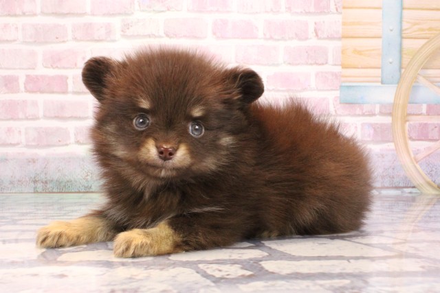 大阪府のポメチワ/チワポメ/ポメチー(ポメラニアン×チワワ) (Coo&RIKU心斎橋店/2025年9月5日生まれ/男の子/チョコレートタン)の子犬の3枚目の画像