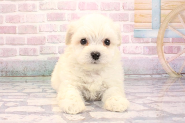 大阪府のチワプー/プーチー(チワワ×プードル) (Coo&RIKU天王寺店/2025年9月4日生まれ/男の子/クリーム)の子犬の1枚目の画像