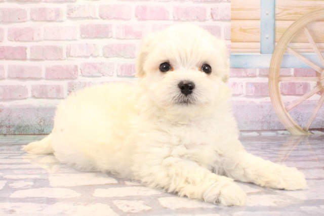 大阪府のチワプー/プーチー(チワワ×プードル) (Coo&RIKU天王寺店/2025年9月4日生まれ/男の子/クリーム)の子犬の2枚目の画像