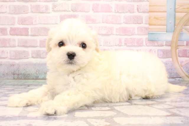 大阪府のチワプー/プーチー(チワワ×プードル) (Coo&RIKU天王寺店/2025年9月4日生まれ/男の子/クリーム)の子犬の3枚目の画像