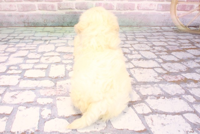 大阪府のチワプー/プーチー(チワワ×プードル) (Coo&RIKU天王寺店/2025年9月4日生まれ/男の子/クリーム)の子犬の4枚目の画像