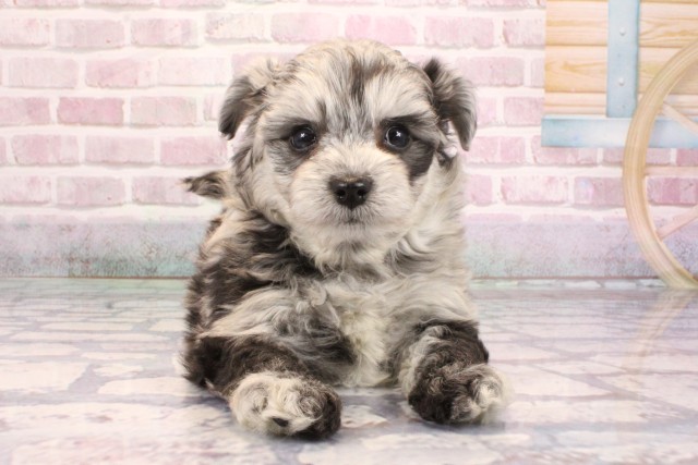 大阪府のチワプー/プーチー(チワワ×プードル) (Coo&RIKU心斎橋店/2025年9月4日生まれ/女の子/ブルーマール)の子犬の1枚目の画像