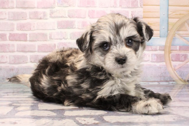 大阪府のチワプー/プーチー(チワワ×プードル) (Coo&RIKU心斎橋店/2025年9月4日生まれ/女の子/ブルーマール)の子犬の2枚目の画像