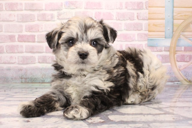 大阪府のチワプー/プーチー(チワワ×プードル) (Coo&RIKU心斎橋店/2025年9月4日生まれ/女の子/ブルーマール)の子犬の3枚目の画像